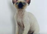 Devon Rex chocolate point - Devon Rex Kitten For Sale - Hollywood&comma; FL&comma; US