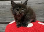 Noel - Maine Coon Kitten For Sale - Roseboro&comma; NC&comma; US