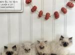 Asher - Himalayan Kitten For Sale - Baltimore&comma; MD&comma; US