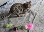 Holiday Bengal Kitten - Bengal Kitten For Sale - VA&comma; US
