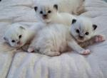 Chocolate's Ragdoll litter - Ragdoll Kitten For Sale - Palm Bay&comma; FL&comma; US