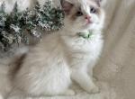 Don green Hold - Ragdoll Kitten For Sale - NC&comma; US