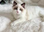 Bonnie brown - Ragdoll Cat For Sale - NC&comma; US