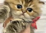 Dollface Golden Persian Kitten - Persian Kitten For Sale - Rockwall&comma; TX&comma; US