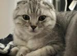 Stripe - Scottish Fold Kitten For Sale - Eden Prairie&comma; MN&comma; US