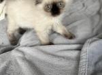lucas - Himalayan Kitten For Sale - Barrington&comma; IL&comma; US