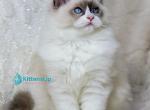 Ninja - Ragdoll Kitten For Sale - Norwalk&comma; CT&comma; US