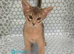 Iron - Abyssinian Kitten For Sale - Norwalk&comma; CT&comma; US