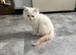 snow - Ragdoll Kitten For Sale - Barrington&comma; IL&comma; US