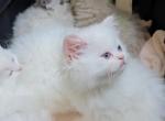 White blue eyes Persian - Persian Kitten For Sale - Brandon&comma; FL&comma; US