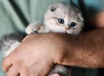 Scottish Fold Maya - Scottish Fold Kitten For Sale - Lincoln&comma; NE&comma; US