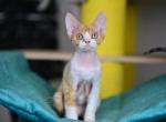 Devon Rex male - Devon Rex Kitten For Sale - Hollywood&comma; FL&comma; US