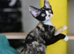Devon Rex Female black tortoiseshell - Devon Rex Kitten For Sale - Hollywood&comma; FL&comma; US