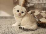 Scottish fold Maclaren - Scottish Fold Kitten For Sale - Lincoln&comma; NE&comma; US