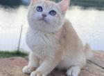 Kally - British Shorthair Kitten For Sale - Jacksonville&comma; FL&comma; US
