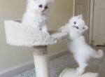 Super friendly ragdoll kittens - Ragdoll Kitten For Sale - Hallandale Beach&comma; FL&comma; US