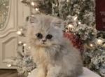 CFA Championline kittens coming - Persian Kitten For Sale - 
