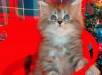 Maine Coon Dollface Persian Hybrids - Maine Coon Kitten For Sale - Mount Penn&comma; PA&comma; US