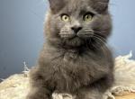 Mousey - Maine Coon Kitten For Sale - 