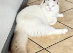 MAX READY bicolor seal - Ragdoll Cat For Sale - Mount Joy&comma; PA&comma; US
