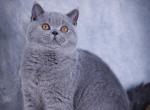 Teana - British Shorthair Kitten For Sale - Pembroke Pines&comma; FL&comma; US