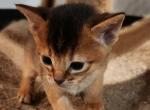 Ruddys - Abyssinian Kitten For Sale - TX&comma; US