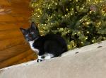 Japanese Bobtail kitten this  breed without tail - Japanese Bobtail Cat For Sale - Lancaster&comma; PA&comma; US