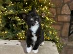 Kittens bobtail rare bicolor baby - Japanese Bobtail Cat For Sale - Lancaster&comma; PA&comma; US