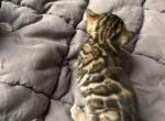 Kali - Bengal Kitten For Sale - Phila&comma; PA&comma; US
