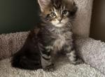 Purebred Maine Coon female kittens - Maine Coon Kitten For Sale - Urbana&comma; OH&comma; US