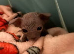 Blue Sphynx Male 1 - Sphynx Kitten For Sale - Ewing&comma; NJ&comma; US