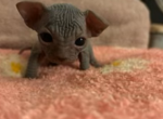 Blue Sphynx Male 2 - Sphynx Kitten For Sale - Ewing&comma; NJ&comma; US