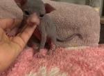 Bicolored Sphynx Male 4 - Sphynx Kitten For Sale - Ewing&comma; NJ&comma; US