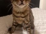 Bengal kittens - Bengal Kitten For Sale - Haverstraw&comma; NY&comma; US