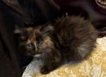 Siberian Mix kittens - Siberian Kitten For Sale - Hackettstown&comma; NJ&comma; US