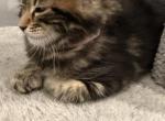 Amanda - Maine Coon Kitten For Sale - Hatboro&comma; PA&comma; US