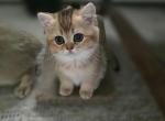 Ronnie - Scottish Straight Kitten For Sale - Levittown&comma; PA&comma; US