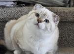 Scottish Fold Ragdolls - Scottish Fold Kitten For Sale - OH&comma; US
