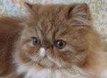 Tangerine - Exotic Cat For Sale - Saint Petersburg&comma; FL&comma; US