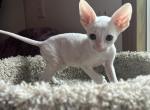 White boys - Cornish Rex Kitten For Sale - 