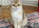 Bri Tasha - British Shorthair Kitten For Sale - New York&comma; NY&comma; US