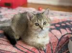 Viki - British Shorthair Kitten For Sale - New York, NY, US