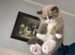 Dido - Ragdoll Kitten For Sale - San Diego&comma; CA&comma; US