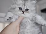 Shiloh - Persian Kitten For Sale - Boiling Springs&comma; PA&comma; US
