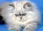 Alen - Persian Kitten For Sale - Pembroke Pines&comma; FL&comma; US