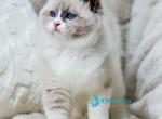 Noelle - Ragdoll Kitten For Sale - Norwalk&comma; CT&comma; US