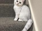 Bunny - British Shorthair Kitten For Sale - Bellevue&comma; WA&comma; US