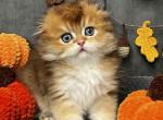 Edgar - Scottish Fold Kitten For Sale - Pembroke Pines&comma; FL&comma; US