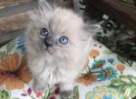 Blue Mink Ragdolls - Ragdoll Kitten For Sale - 