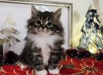 Tootsie - Siberian Cat For Sale - Clintwood&comma; VA&comma; US